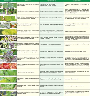 Болезни и вредители винограда в Беларуси. Меры борьбы и препарат