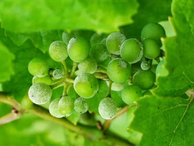 Вирусная болезнь винограда Короткоузлие винограда - YouTube