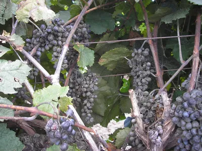 Болезни винограда: описание и лечение (с фото)
