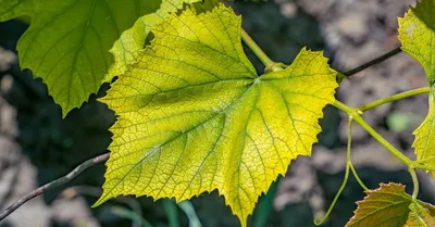 Почему у винограда бледные листья и что с этим делать | В саду (Огород.ru)