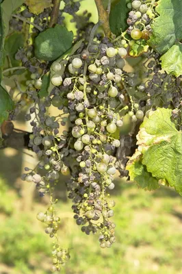 Основные болезни виноградной лозы - Agro-Market24
