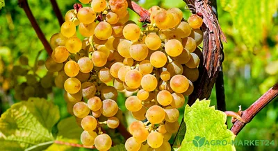 Болезни винограда – описание с фотографиями и способы лечения