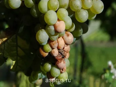 После этого видео, Вы будете точно знать как лечить виноград! - YouTube