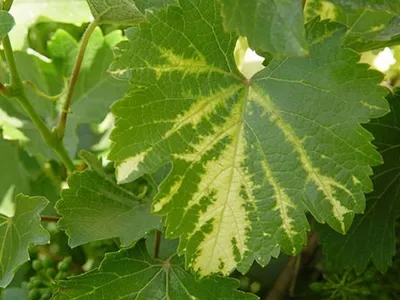 Болезни винограда: лечение, профилактика и описание с фото