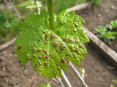 Самые распространенные заболевания, с которыми сталкивается виноград |  Азбука огородника | Дзен