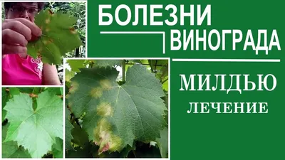 Новая методика предотвращает разрушительную болезнь кустов винограда -  Виноград, виноградарство. Саженцы винограда Красохиной С.И.