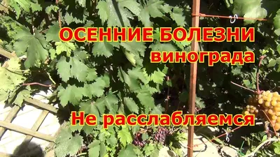 ОСЕННИЕ БОЛЕЗНИ винограда. НЕ РАССЛАБЛЯЕМСЯ !!! - YouTube