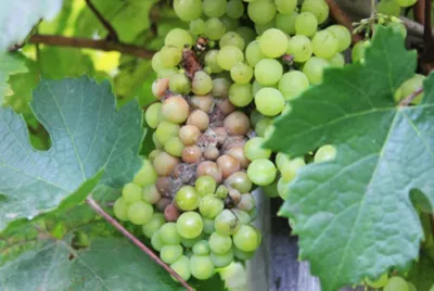 Болезни винограда - полезные статьи | интернет-магазин Белая Аллея