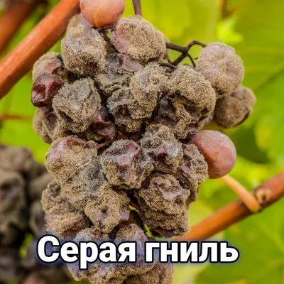 Болезни винограда | Grapes, Fruit, Breakfast