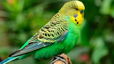 Признаки болезни у волнистых попугаев