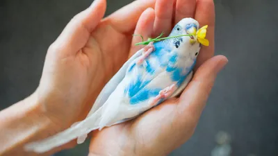 Берегите своих птичек 🦜🦜 | наши попугайчики и природа 🌿🍃 | Дзен
