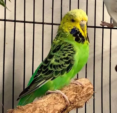 Болезни волнистых попугаев 🦜 Симптомы и лечение | Pet7