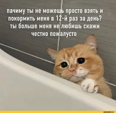 лачиму ты не можешЬ просто взять и покормить меня в 12-й раз за день? ты  больше меня не любишь скаж / кот :: смешные картинки (фото приколы) /  смешные картинки и другие