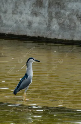 Небольшая болотная птица с длинным клювом - 60 фото