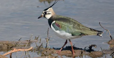 Птицы Животные Водно болотные угодья Экологические фотографии природы Фон И  картинка для бесплатной загрузки - Pngtree