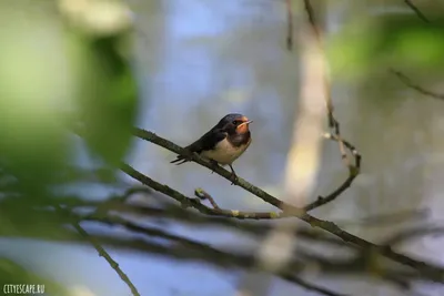 Бекас — болотная птица с длинным клювом - Я - Краевед
