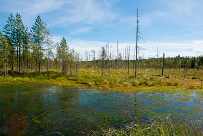 8 крупнейших болот Беларуси