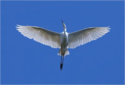 Крупная белая птица - 68 фото