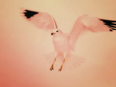 Большая белая птица - 67 фото