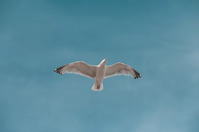 Белые красивые птицы - картинки и фото 