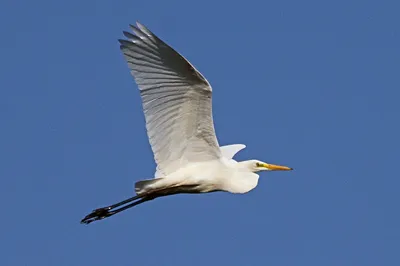 Большая белая чайка летит в голубом небе - обои для рабочего стола,  картинки, фото