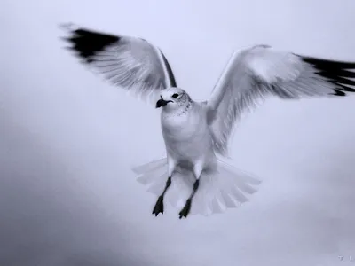 Обои Белая птица, картинки - Обои для рабочего стола Белая птица фото из  альбома: (животные)