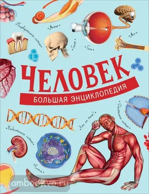 Человек. Большая энциклопедия школьника РОСМЭН 49466610 купить за 912 ₽ в  интернет-магазине Wildberries