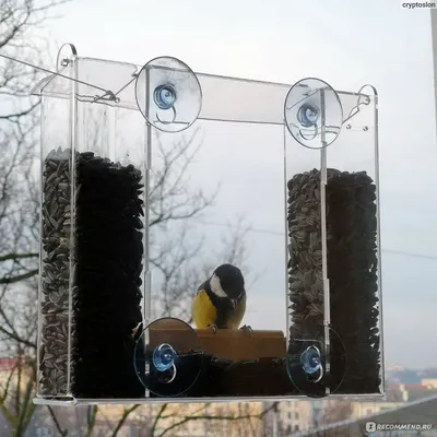 Кормушка для птиц уличная Арт Кормушка Эльбрус - «Прозрачная кормушка на  окно. Эффект присутствия диких птиц у вас дома. » | отзывы