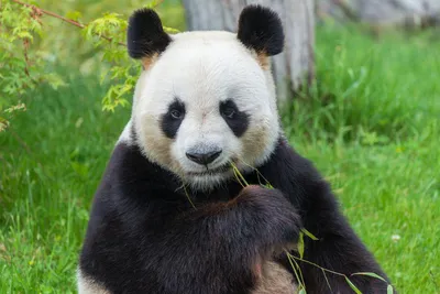 Откуда произошли панды и почему они едят бамбук - РИА Новости, 