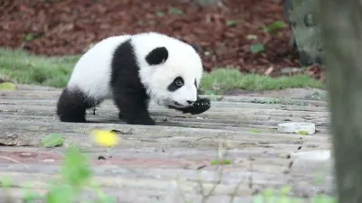 Большая Панда 🐼 с зелёной бородой…» — создано в Шедевруме