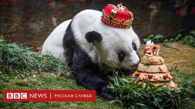 В Китае умерла самая старая панда в мире - BBC News Русская служба