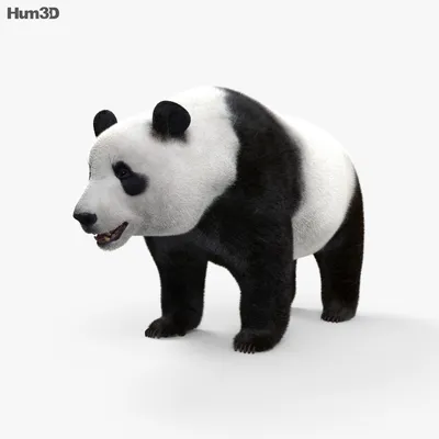 Портреты животных. Большая панда.