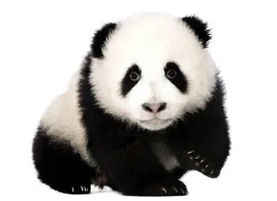 Pandas: China's National Treasure | Giant Panda Facts | Giant Panda Bear  Animal - YouTube