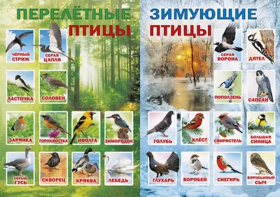 Сортировка по цвету птицы - карточки Монтессори купить и скачать