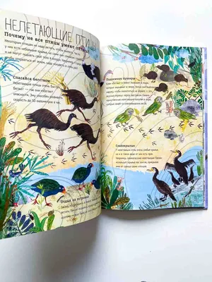 Большая книга птиц - Vilki Books