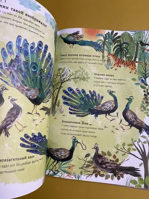 Иллюстрация 17 из 20 для Большая книга птиц - Юваль Зоммер | Лабиринт -  книги. Источник: Киселёва Мария