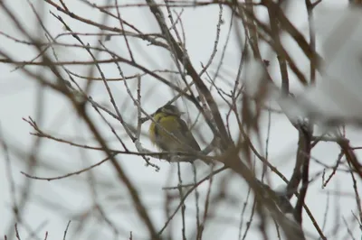 Природа, животные, птицы, фауна, синица, большая синица, больша́к, Parus  major, синицевые, воробьинообразные Stock Photo | Adobe Stock