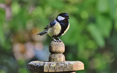 ФотоБлог Торгачкин Игорь Петрович © Igor Torgachkin: Большая синица / Parus  major / Great Tit