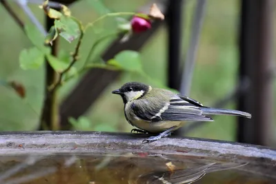 Клуб Людей и Птиц. ФОРУМЫ  / Большая синица (Parus major)