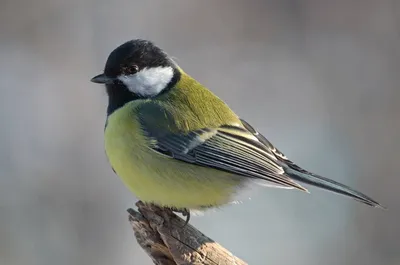 Большая синица (Parus major) - Приокско-Террасный государственный природный  биосферный заповедник