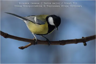 Большая синица (Parus major). Птицы Европейской России.