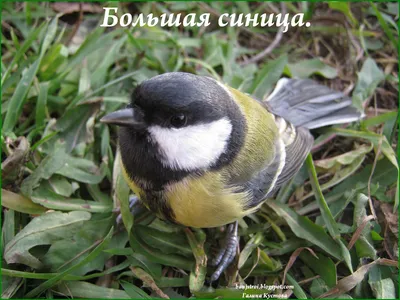 Great tit (Большая синица). Photographer Mihail Ezdakov