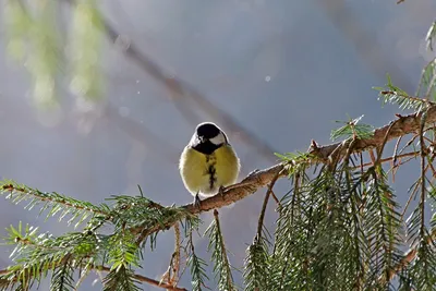 Большая синица (Parus major). Птицы Сибири.