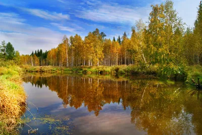 Фон рабочего стола где видно леопард, красивые, большие кошки, дикие  животные