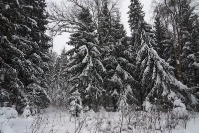 Искусственная елка ели на стволе со снегом - Рождественские украшения  FairyTrees