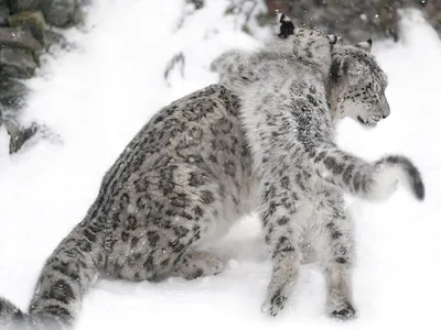 Самые большие породы кошек: ТОП-10 крупных домашних кошек в мире