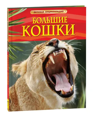 Самые большие породы кошек. | Все о домашних животных. Кошечки, собачки и  много полезного | Дзен