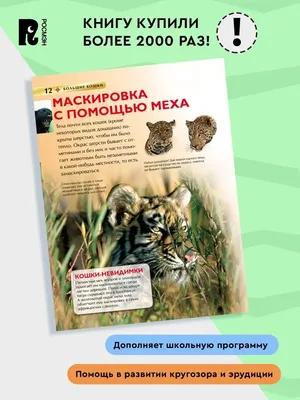 Фестиваль «День больших кошек», посвященный тиграм и леопардам, впервые  пройдет в Приморье - Агентство социальной информации