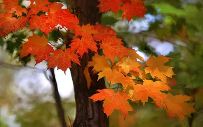Осень листья большие хрустальные …» — создано в Шедевруме