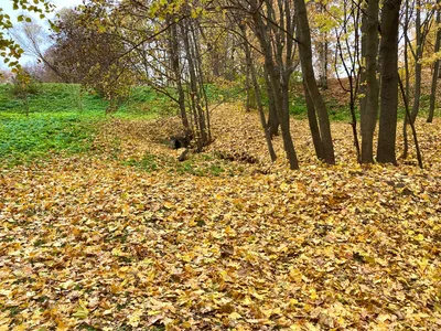 Бесплатное изображение: снизу, дерево, большой, Кора, осенний сезон, кора,  Желтые листья, лес, Хикори, осень
